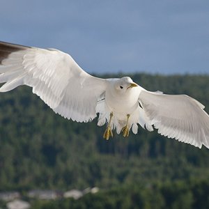 Ständiger Begleiter