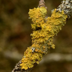 Gelbe Baumflechte