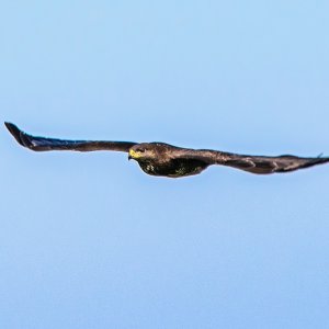 Mäusebussard im Anflug