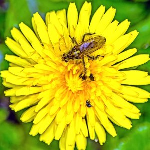 Löwenzahnfliege ?