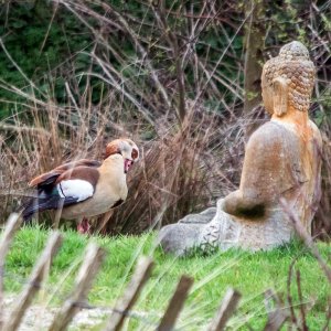 Nilgans mit Kunstverstand