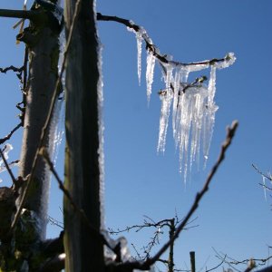 Tiefgefrohrene Apfelbäume