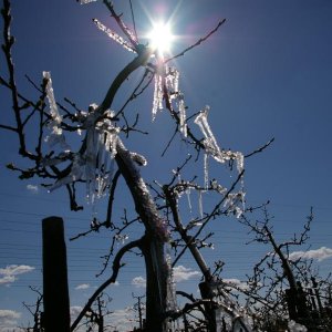 Tiefgefrohrene Apfelbäume