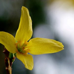 Forsythienblüte