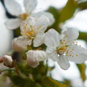 Kirschblüten