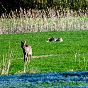 Morgenstimmung mit Familienplanung