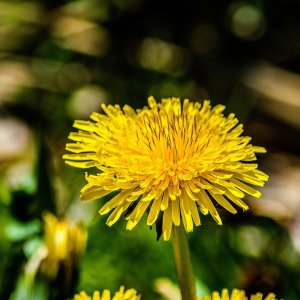 Nur ein Löwenzahn...