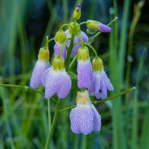 Ein zartes Blümlein im Morgentau