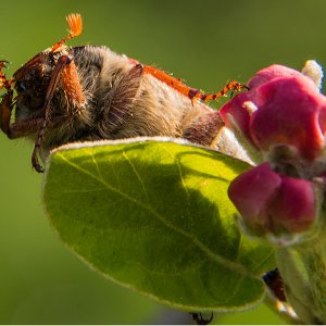 Sie krabbeln nervös umher, kommt wohl ein Gewitter