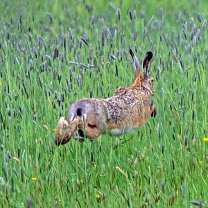 Feldhase