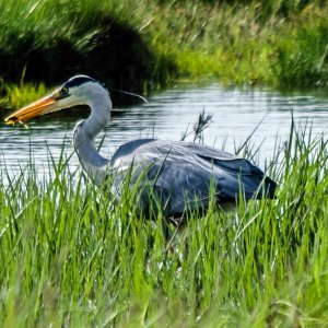 Das gleiche Ritual, wie bei Fribos Kormoran ....