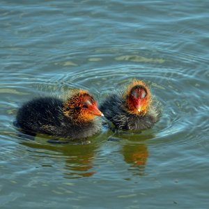Zwei kleine Punker unterwegs....