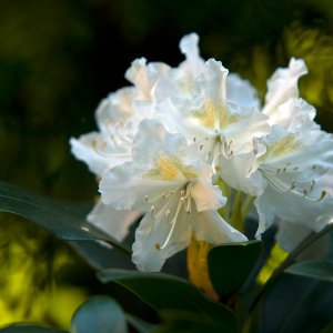 Rhododendron