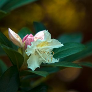 Rhododendron Blüte