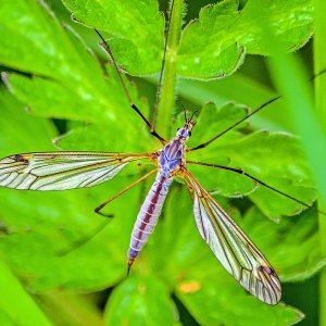 Wiesenschnake , glaub ich jedenfalls