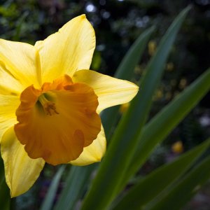 Narzissen im Licht der Sonne
