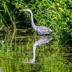 Graureiher auf der Jagd