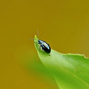 1,2mm Groß