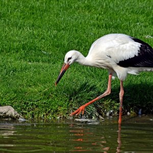 Weißstorch