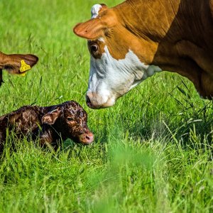 Geburt auf freiem Feld