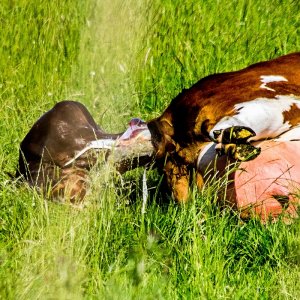 Geburt auf freiem Feld