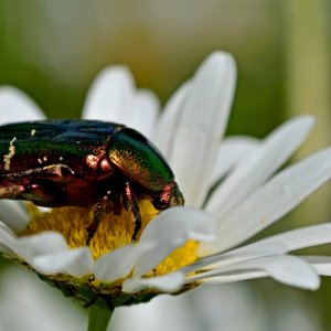 Rosenkäfer