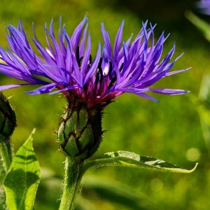 Impressionen aus unserem Garten