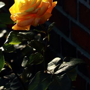 Rosen in  der   Abendsonne