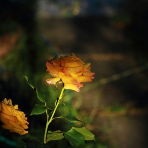 Rosen in  der   Abendsonne