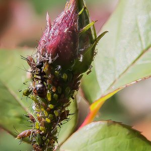 Da ist ja einiges los auf so einer kleinen Rose.