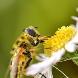 Insekten Bilder